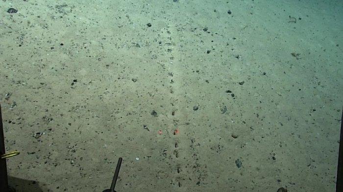 Lubang berjajar teratur ditemukan di dasar laut Atlantik
