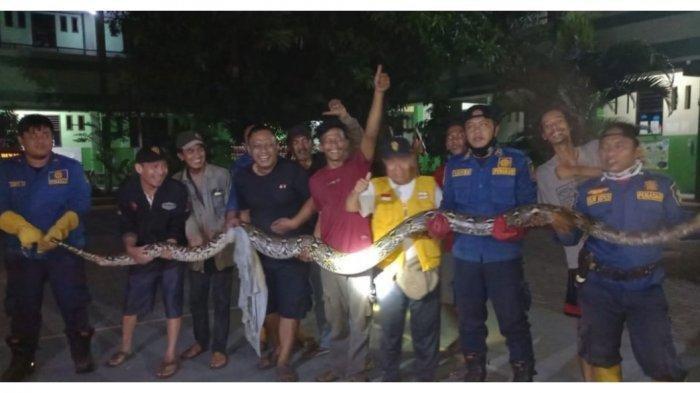 evakuasi ular sanca sepanjang enam meter di Bekasi Timur