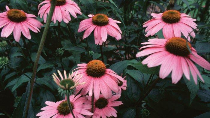 Bunga echinacea