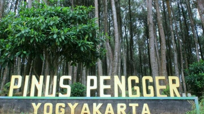 Hutan Pinus Pengger