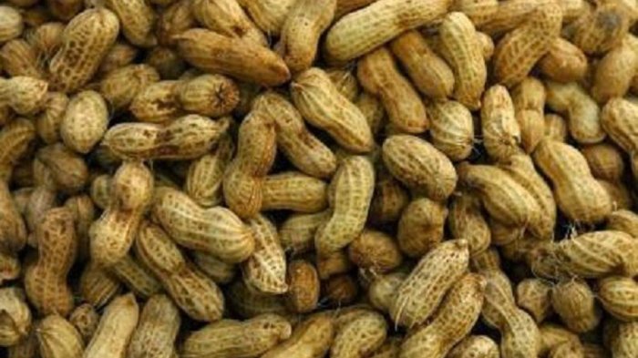 Kacang rebus