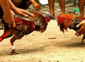 Penggerebekan Judi Sabung Ayam di Area Persawahan Tapin Kalsel, 4 Orang Diamankan Polisi