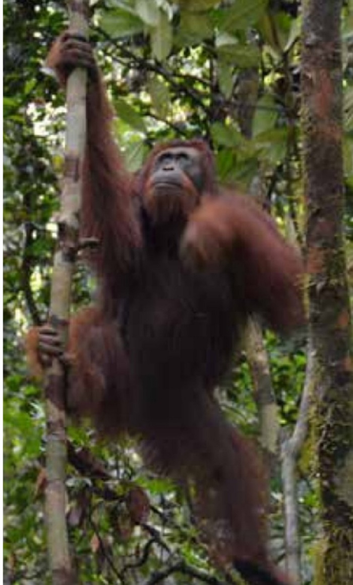 Orangutan di kawasan rehabilitasi yayasan Borneo Orangutan Survival (BOS) tak jauh dari Danau Tahai, Palangkaraya.