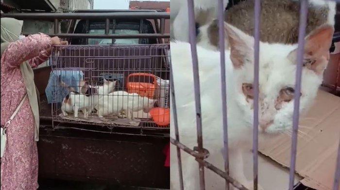 Beberapa ekor kucing yang ditemukan dalam