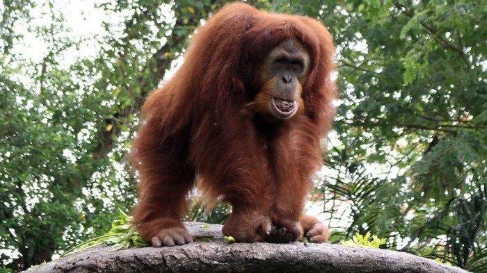 Kebun Binatang Pematang Siantar merupakan alternatif wisata