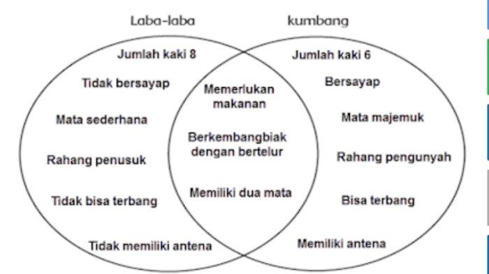 Diagram venn laba-laba dan kumbang