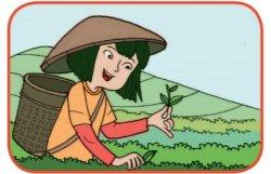 Kunci Jawaban Kelas 4 Tema 4 Halaman 3, yang Dilakukan Petani Teh, Agar Tumbuhan Teh Tetap Bertahan