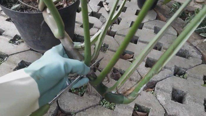 Cara menyetek daun ekor naga ke tanah