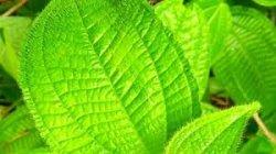 Selain Obat Tipus, Daun Senduduk Bulu Juga Bisa Hentikan Pendarahan