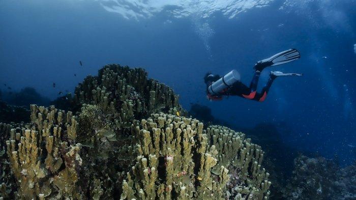 Terumbu Karang Kepuluan Togean Sulteng