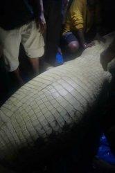 Warga Bedah Perut Buaya, di Dalamnya Ada Jasad Manusia
