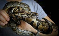 Kebakaran Terjadi di Rumah Pecinta Reptil, 80 Ekor Ular Mati Terpanggang