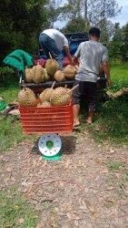 Panen durian Otong di KRB Polman