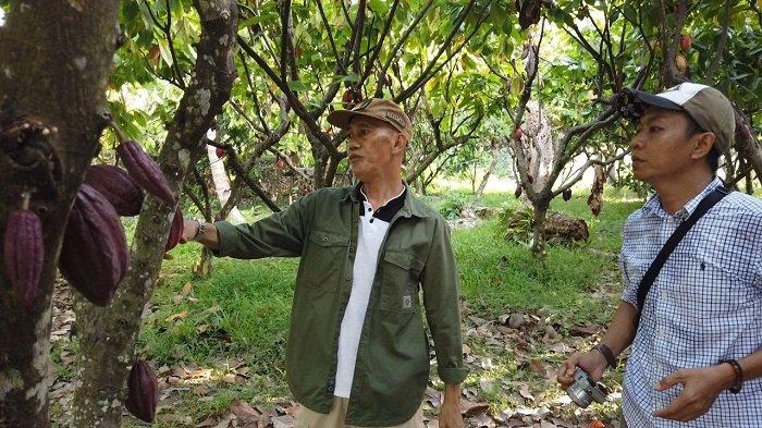 Dinas Perkebunan dan Peternakan Inisiasi Kampung Coklat Jadi Ikon di Kolaka Sulawesi Tenggara