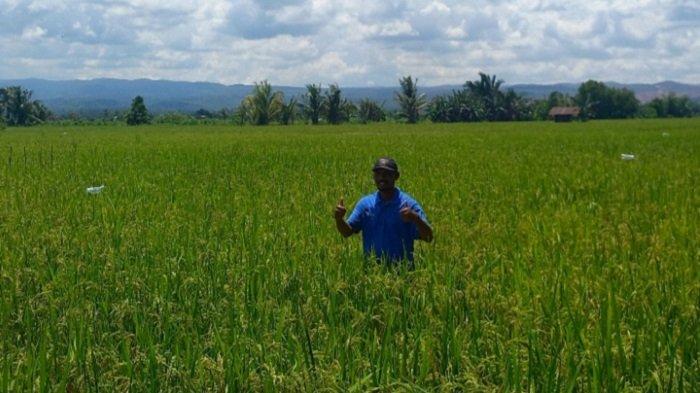 Petani di Kolaka Sultra Rasakan Manfaat Pertanian Ramah Lingkungan SRI Organik PT Vale Indonesia