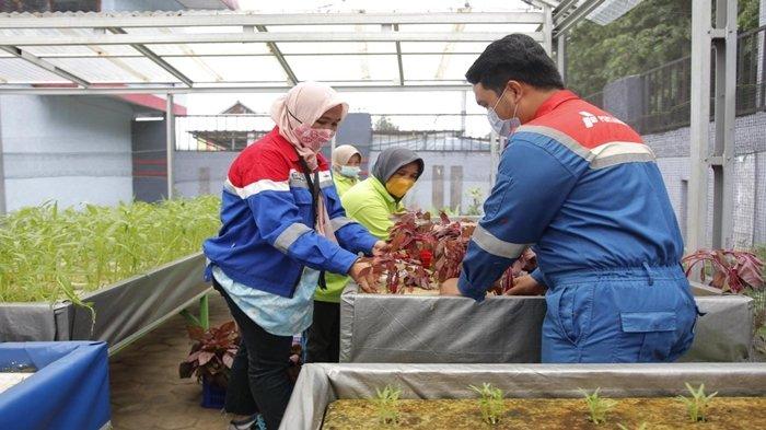Gerakan Wanita Tanam Sayuran (GERTAS) Lapas Perempuan