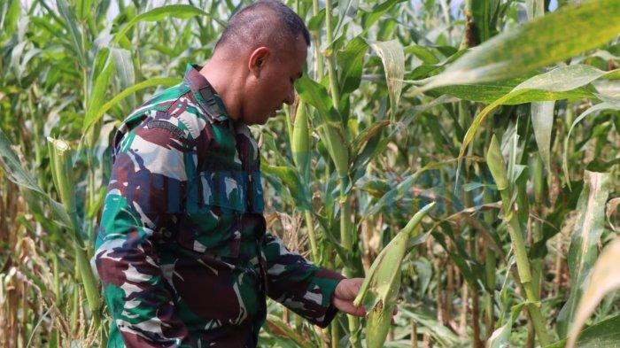 Kodim 1508 Tobelo panen jagung manis