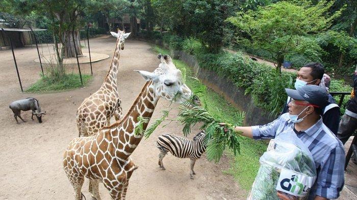 Jerapah di Bandung Zoological Garden (Bazoga) sedang diberi makan