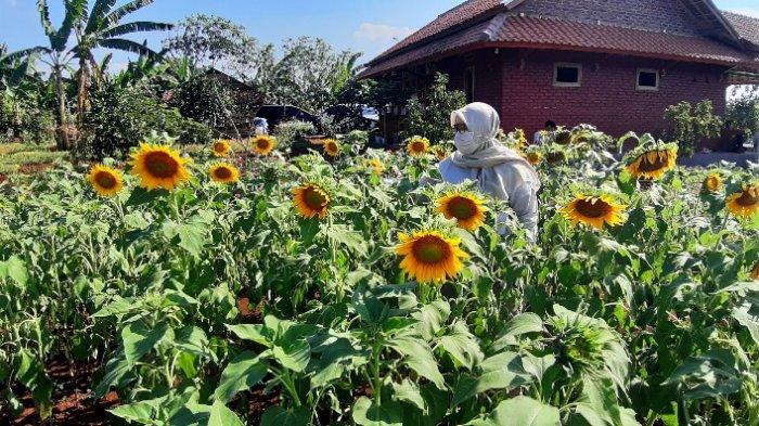 Taman bunga matahari yang dikembangkan masyarakat di tepi proyek Bendungan Sadawarna, Desa Tanjung, Kecamatan Surian, Kabupaten Sumedang