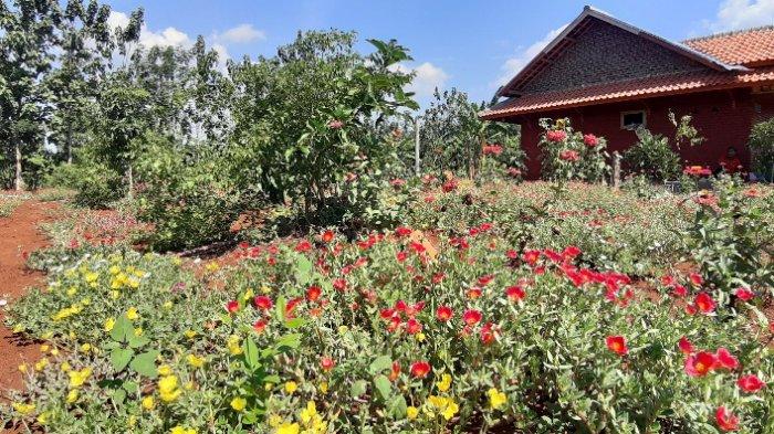 Taman bunga di tepi proyek Bendungan Sadawarna, Desa Tanjung, Kecamatan Surian, Kabupaten Sumedang