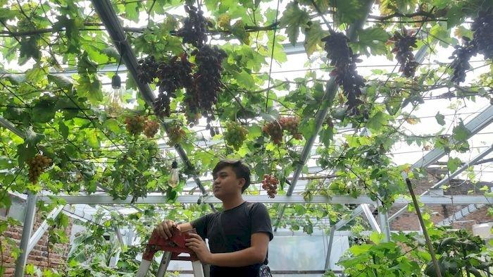 Bayu Anggara, anak muda yang berhasil budidaya anggur impor di Kelurahan Cipadung, Kecamatan Cibiru, Kota Bandung.