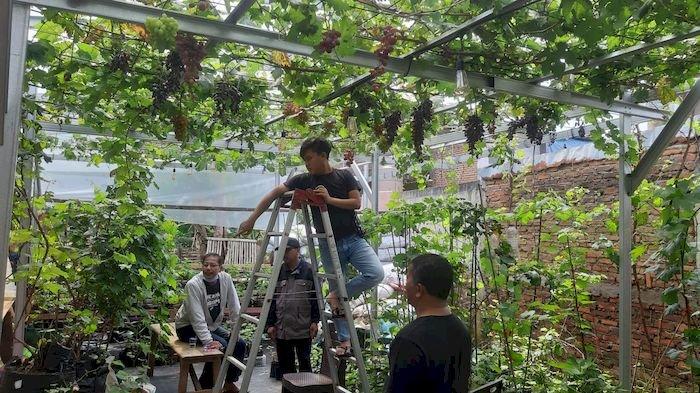 Bayu Anggara membudidayakan anggur impor di Kelurahan Cipadung, Kecamatan Cibiru, Kota Bandung.