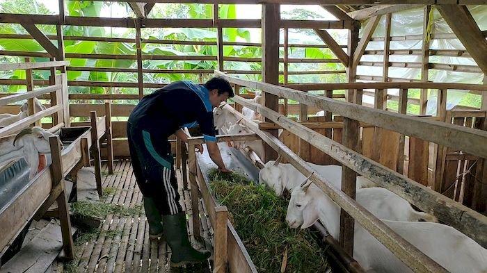 Mochamad Dimyati, pemuda Desa Buahkapas, Kecamatan Sindangwangi, Kabupaten Majalengka berhasil membudidayakan kambing perah dengan keuntungan Rp 8 juta per bulan