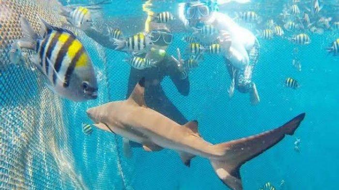 Berenang bersama hiu di Wisata Bangsring Underwater Banyuwangi, lokasi wisata yang cocok untuk snorkeling