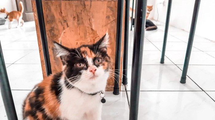 Alfa Cat Cafe yang berlokasi di Jalan Siaga, santap makanan sembari bermain bersama kucing-kucing rescue //Amelia MutiaRachmah