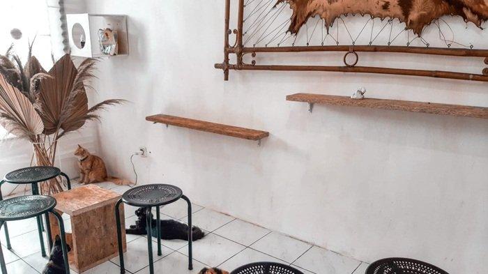 Alfa Cat Cafe yang berlokasi di Jalan Siaga, santap makanan sembari bermain bersama kucing-kucing rescue