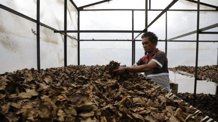 Benar Bancin saat mengeringkan daun tanaman gambir sebelum diolah menjadi bubuk teh.