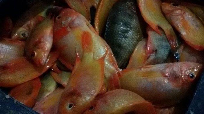 Ikan setan merah