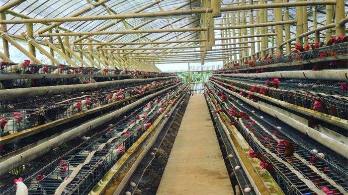 Peternakan ayam di Jendela Alam Lembang