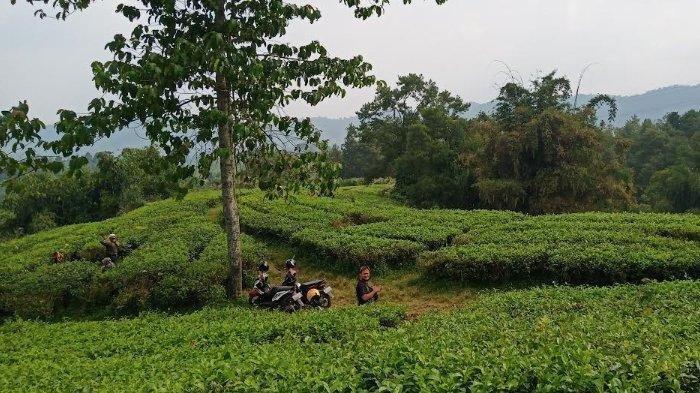 Kebun Teh Cianten
