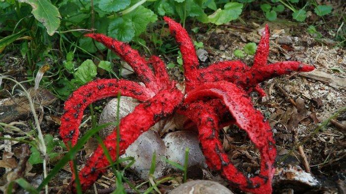 Octopus-Stinkhorn-atau-dikenal-dengan-sebutan-jari-iblis-atau-jari-hantu.jpg