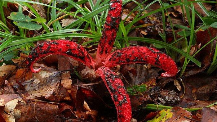 Octopus Stinkhorn (jari iblis atau jari hantu)
