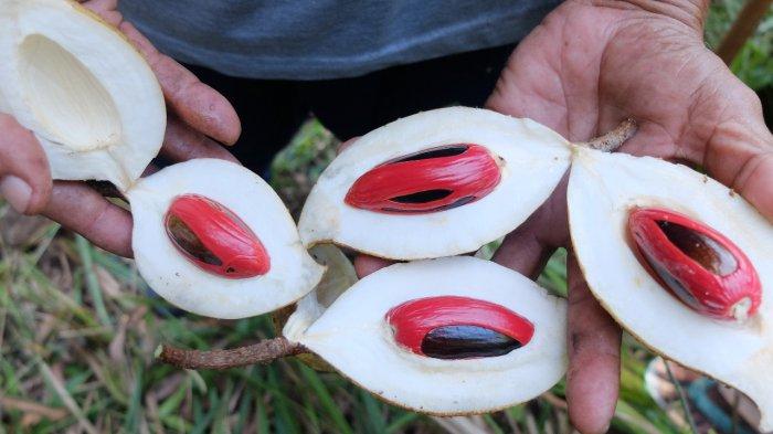 Pala Papua