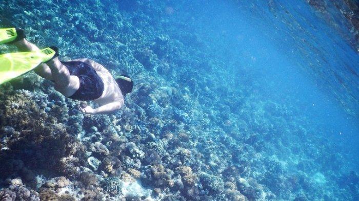Pengunjung sedang snorkeling di kawasan Pulau Kambing, Bulukumba