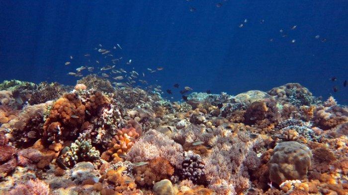 Biota laut di kawasan Pulau Kambing, Bulukumba