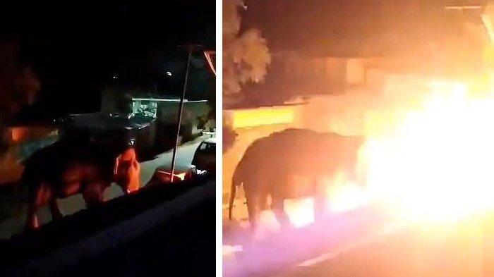 gajah-dibakar-007.jpg