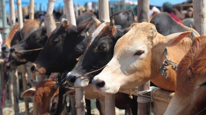 ilustrasi-sapi-sebagai-hewan-kurban.jpg