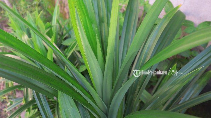 Daun Pandan