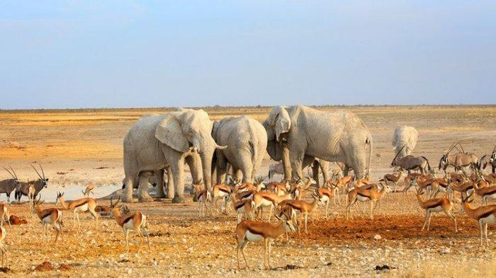 Kawanan satwa liar terlihat berkumpul di sumber udara di Taman Nasional Ethosa, Namibia.