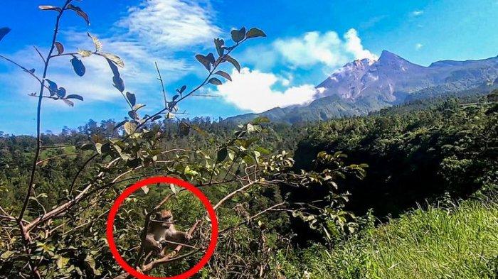 Monyet liar di wisata Deles Indah, Klaten.