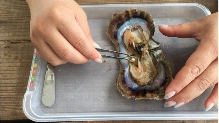 Jakarta Aquarium dan Safari hadirkan Pearl Harvesting